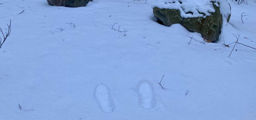 footsteps, snow, winter, nature, forest, scene