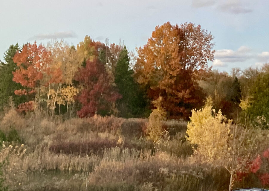 autumn, trees, colours, fall, color, beauty, season