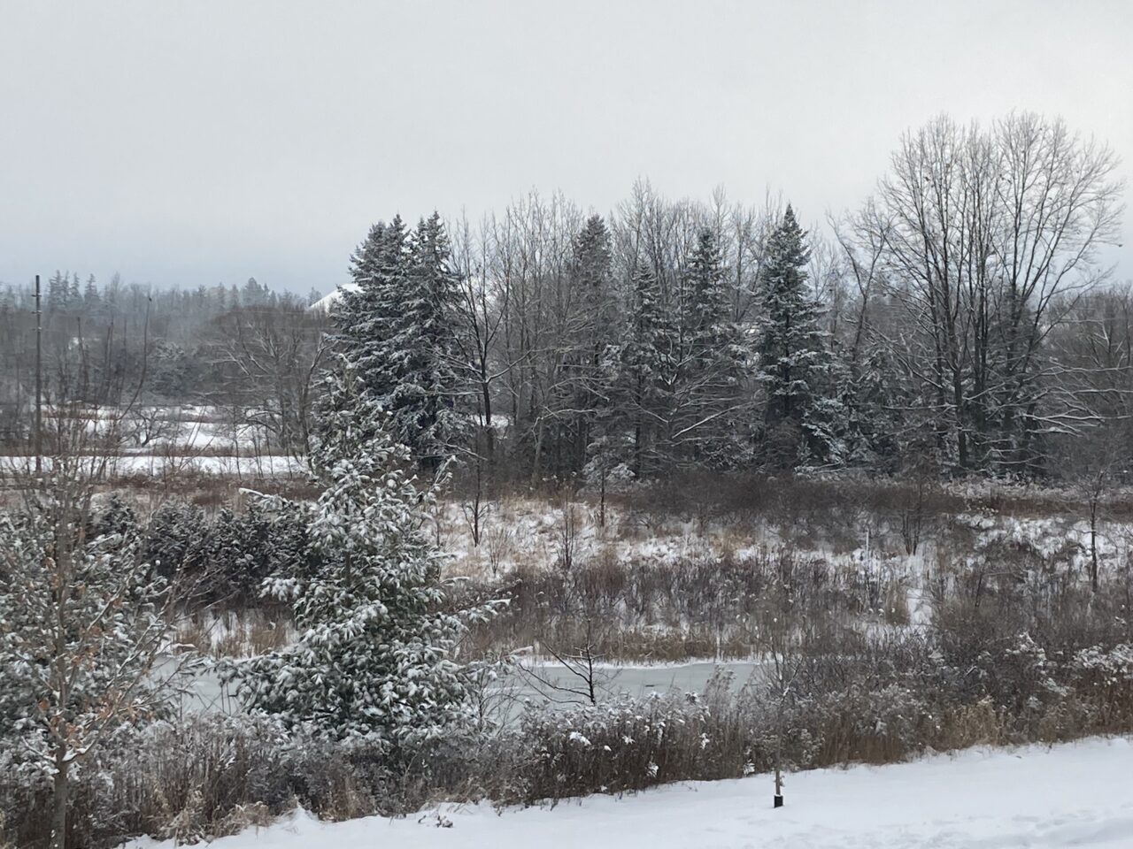 trees, nature, winter, landscape, rural